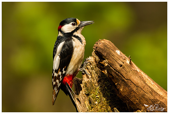 Great Spotted Woodpecker (Grote Bonte Specht) at the Fotohut Gooi owned by the Goois Natuurreservaat