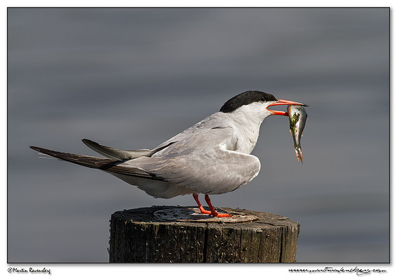 Common Tern (Visdiefje) at the Starrevaart lake near Stompwijk