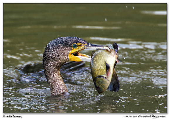 Great Cormorant (Aalscholver) at the Oostvaardersplassen - Lepelaarhut