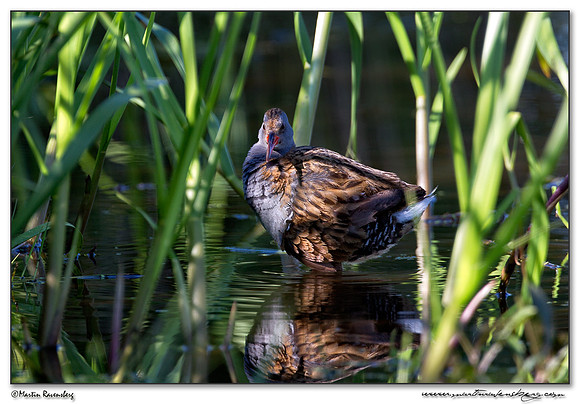 Water Rail (Waterral) at the Groene Jonker nature area near Nieuwkoop