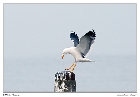 Lesser Black-backed Gull (Kleine Mantelmeeuw) at the island Terschelling in the Wadden Sea