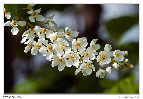 Bird Cherry / Vogelkers (Prunus padus) at the Reeuwijkse Plassen