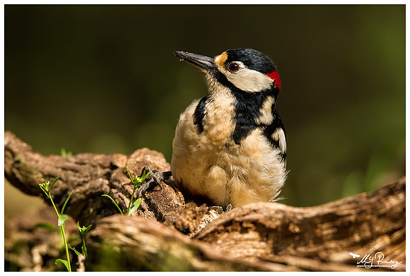 Great Spotted Woodpecker (Grote Bonte Specht) at the Fotohut Gooi owned by the Goois Natuurreservaat