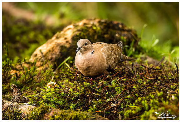 Eurasian Collared Dove (Turkse Tortel) at a photo hut in Alblasserwaard