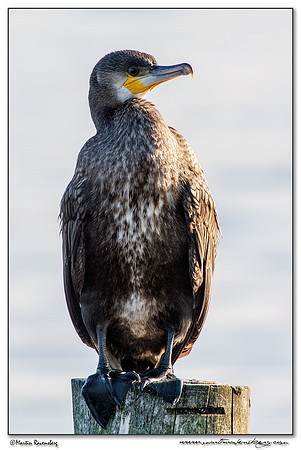 Great Cormorant (Aalscholver) at the Starrevaart lake near Stompwijk
