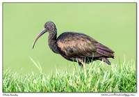 Ibis