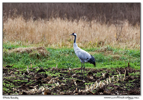 Common Crane (Kraanvogel) at Rhedener Geestmoor and Neustädter Moor near Diepholz in Germany