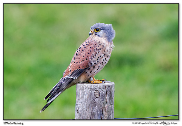Common Kestrel (Torenvalk) at the Plompe Toren near Koudekerke at Schouwen-Duiveland