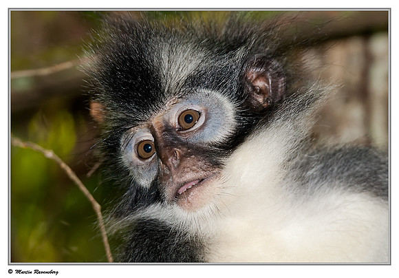 Thomas's Leaf Monkey in the Gunung Leuser National Park at Bukit Lawang