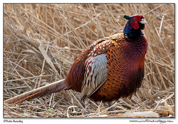 Common Pheasant (Fazant) at the National Landscape Arkemheem-Eemland
