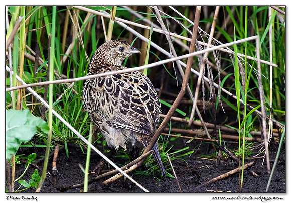 (Juvenile) Common Pheasant (Fazant) at the Groene Jonker nature area near Nieuwkoop