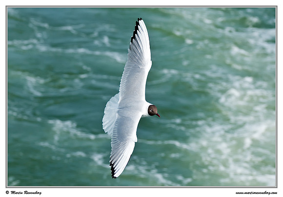 Black-headed Gull (Kokmeeuw) at the Wadden Sea