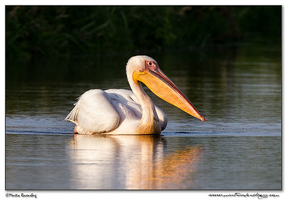 Great White Pelican (Roze Pelikaan) near the Groene Jonker nature area near Noorden