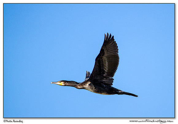 Great Cormorant (Aalscholver)  at the Groene Jonker nature area near Noorden