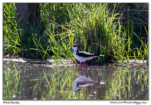 Black-winged Stilt (Steltkluut) in the northern part of Extremadura in the area near Jaraicejo.
