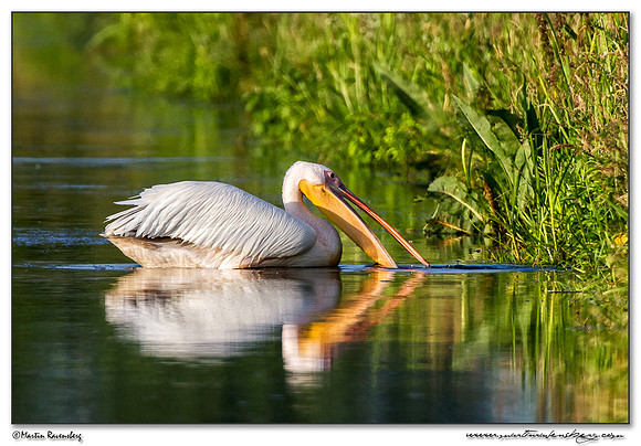 Great White Pelican (Roze Pelikaan) near the Groene Jonker nature area near Noorden