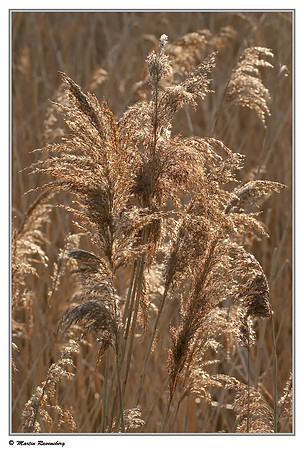 Common Reed / Rietpluimen (Phragmites australis) at the Starrevaart lake near Stompwijk