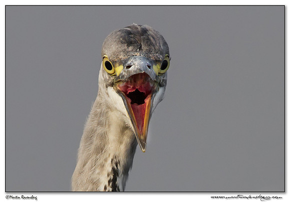 Grey Heron (Blauwe Reiger) at the Starrevaart lake near Stompwijk