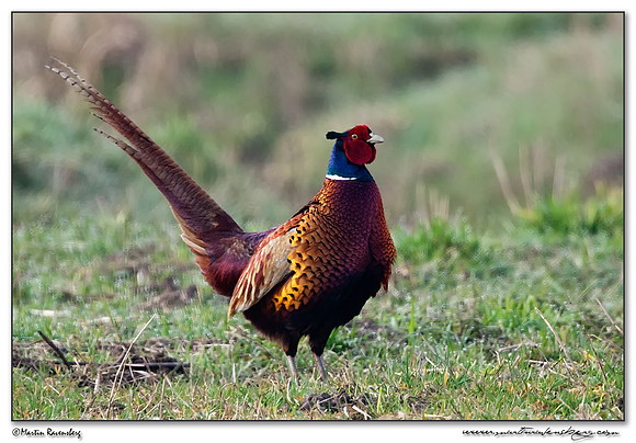 Common Pheasant (Fazant) at the National Landscape Arkemheem-Eemland