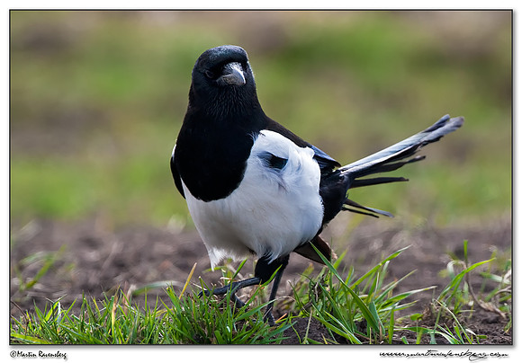 European Magpie (Ekster) at the National Landscape Arkemheem-Eemland