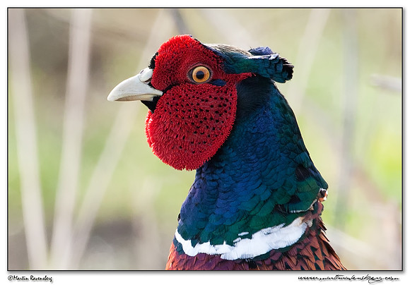 Common Pheasant (Fazant) at the National Landscape Arkemheem-Eemland