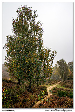 Silver Birch / Ruwe Berk (Betula pendula) at the  Veluwe Zoom National Park