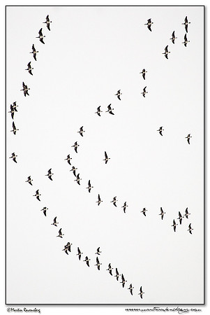 Barnacle Geese (Brandgans) at the Spookverlaat near Hazerswoude