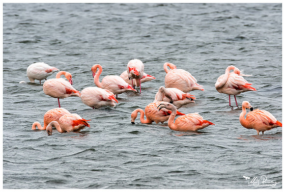 Chilean Flamingo (Chileense Flamingo) and Greater Flamingo (Europese Flamingo) at the Grevelingenmeer