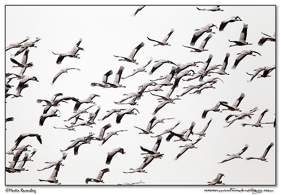 Common Crane (Kraanvogel) at Rhedener Geestmoor and Neustädter Moor near Diepholz in Germany
