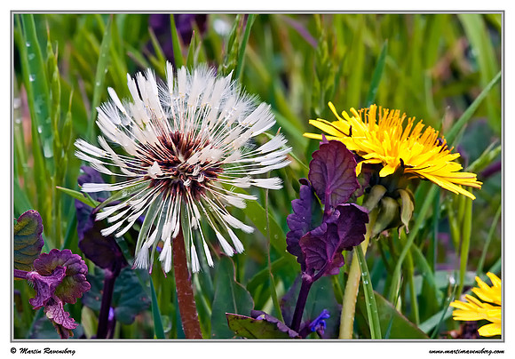 Dandelion / Paardenbloem (Taraxacum officinale) at the island Terschelling in the Wadden Sea