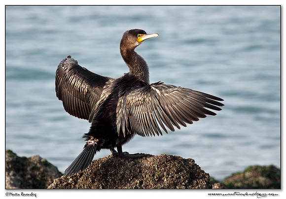 Great Cormorant (Aalscholver) at the seaside on the Brouwensdam