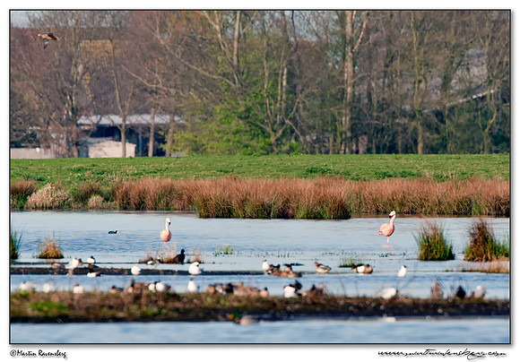 Chilean Flamingo (Chileense Flamingo) at the Groene Jonker nature area near Nieuwkoop