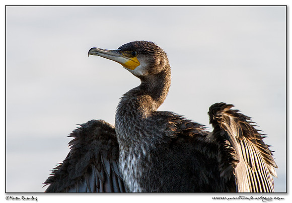 Great Cormorant (Aalscholver) at the Starrevaart lake near Stompwijk
