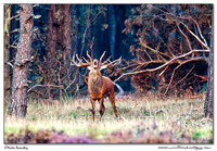 Deer