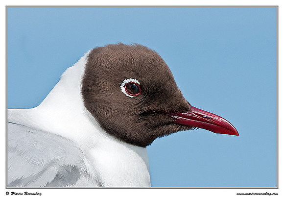 Black-headed Gull (Kokmeeuw) at the Wadden Sea