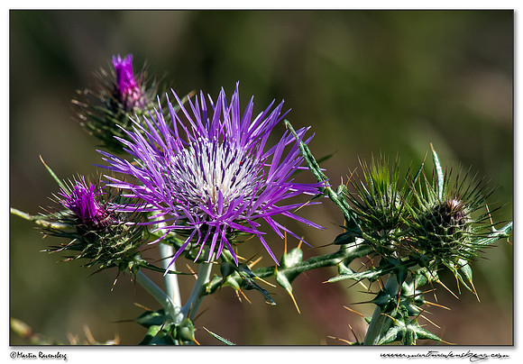 Purple Milk Thistle (Galactites tomentosa) in the northern part of Extremadura in the area near Trujillo.