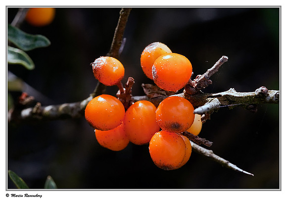 Common Sea-buckthorn / Duindoorn (Hippophae rhamnoides) at the Amsterdamse Waterleiding Duinen