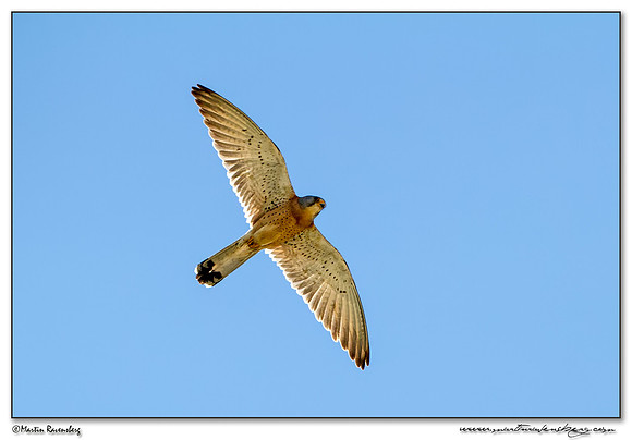 Lesser Kestrel (Kleine Torenvalk) at the village Jaraicejo in northern part of Extremadura.