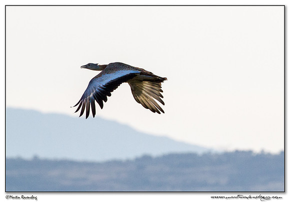 Great Bustard (Grote Trap) in northern part of Extremadura in the steppes areas around Trujillo.