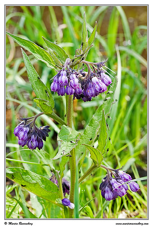 Comfrey / Gewone Smeerwortel (Symphytum officinale) at the Reeuwijkse Plassen