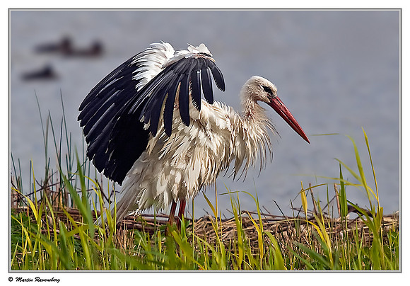 White Stork (Ooievaar) near Hazerswoude, Spookverlaat - Amaila Hut