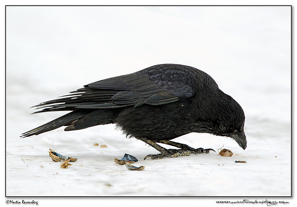 Carrion Crow (Zwarte Kraai) at the seaside on the Brouwensdam