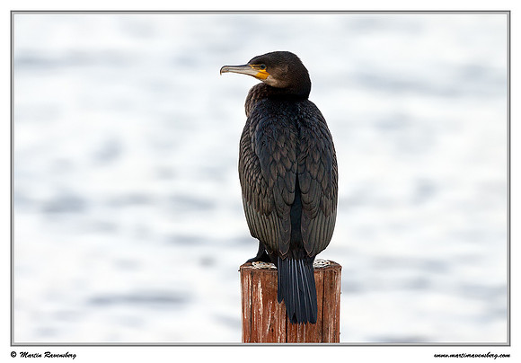 Great Cormorant (Aalscholver) at the Starrevaart lake near Stompwijk