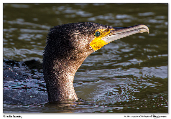 Great Cormorant (Aalscholver) at the Oostvaardersplassen - Lepelaarhut