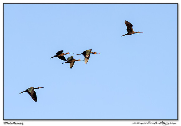 Glossy Ibis (Zwarte Ibis) at the Starrevaart lake near Stompwijk