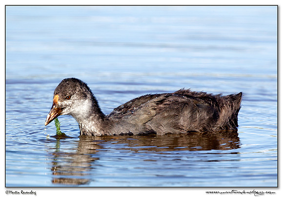 (Juvenile) Eurasian Coot (Meerkoet) at the Groene Jonker nature area near Nieuwkoop