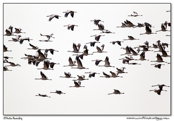 Common Crane (Kraanvogel) at Rhedener Geestmoor and Neustädter Moor near Diepholz in Germany