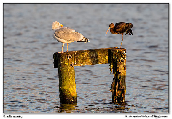 Herring Gull (Zilvermeeuw) & Glossy Ibis (Zwarte Ibis) at the Starrevaart lake near Stompwijk