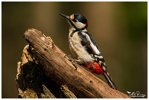 Great Spotted Woodpecker (Grote Bonte Specht) at the Fotohut Gooi owned by the Goois Natuurreservaat