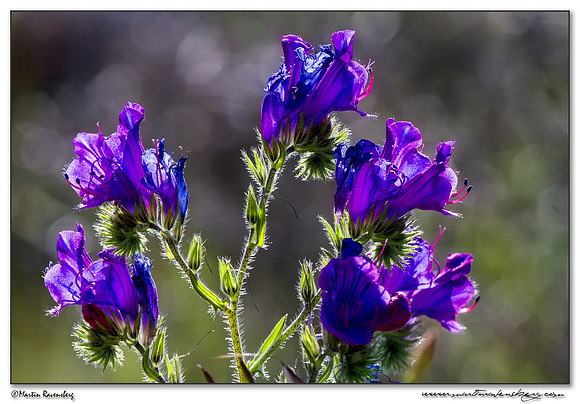 Blueweed / Slangenkruid (Echium vulgare) in the northern part of Extremadura in the area near Trujillo.